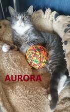 AURORA, Katze, Europäisch Kurzhaar in Bulgarien - Bild 1