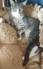 AURORA, Katze, Europäisch Kurzhaar in Bulgarien - Bild 3