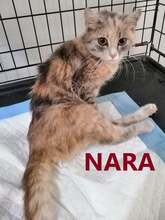 NARA, Katze, Europäisch Kurzhaar in Bulgarien - Bild 2