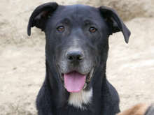 DAVE, Hund, Mischlingshund in Rumänien - Bild 1