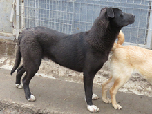 DAVE, Hund, Mischlingshund in Rumänien - Bild 10