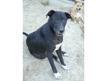 DAVE, Hund, Mischlingshund in Rumänien - Bild 3