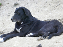 DAVE, Hund, Mischlingshund in Rumänien - Bild 4
