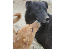 DAVE, Hund, Mischlingshund in Rumänien - Bild 5