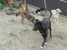 DAVE, Hund, Mischlingshund in Rumänien - Bild 6