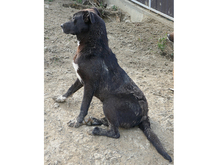 DAVE, Hund, Mischlingshund in Rumänien - Bild 7