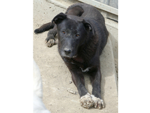 DAVE, Hund, Mischlingshund in Rumänien - Bild 8