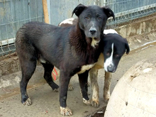 DAVE, Hund, Mischlingshund in Rumänien - Bild 9
