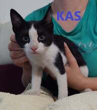 KAS, Katze, Europäisch Kurzhaar in Bosnien und Herzegowina - Bild 1