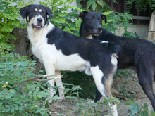 DOMINO, Hund, Mischlingshund in Rumänien - Bild 2