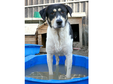 DOMINO, Hund, Mischlingshund in Rumänien - Bild 3