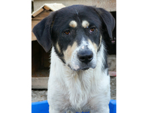DOMINO, Hund, Mischlingshund in Rumänien - Bild 5