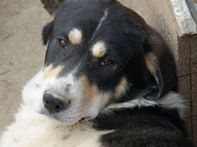 DOMINO, Hund, Mischlingshund in Rumänien - Bild 7