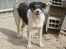 DOMINO, Hund, Mischlingshund in Rumänien - Bild 8