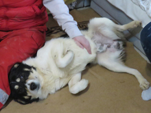 DOMINO, Hund, Mischlingshund in Rumänien - Bild 9