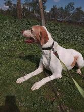 ROZA, Hund, Mischlingshund in Griechenland - Bild 1