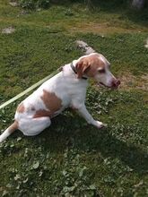 ROZA, Hund, Mischlingshund in Griechenland - Bild 3