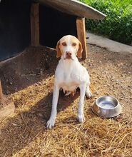 ROZA, Hund, Mischlingshund in Griechenland - Bild 5