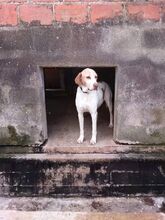 ROZA, Hund, Mischlingshund in Griechenland - Bild 9