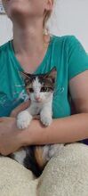 KELI, Katze, Europäisch Kurzhaar in Bosnien und Herzegowina - Bild 2