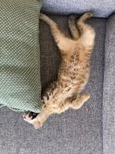 JENNY, Katze, Europäisch Kurzhaar in Bulgarien - Bild 2