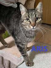 ARIS, Katze, Europäisch Kurzhaar in Bulgarien - Bild 1