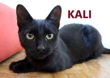 KALI, Katze, Europäisch Kurzhaar in Bosnien und Herzegowina - Bild 1