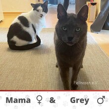 MAMA, Katze, Europäisch Kurzhaar in Langenhagen
