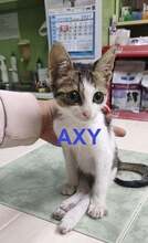 AXY, Katze, Europäisch Kurzhaar in Bulgarien - Bild 2