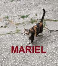 MARIEL, Katze, Europäisch Kurzhaar in Bulgarien - Bild 1