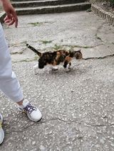 MARIEL, Katze, Europäisch Kurzhaar in Bulgarien - Bild 2