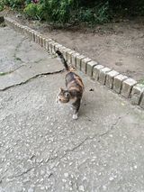MARIEL, Katze, Europäisch Kurzhaar in Bulgarien - Bild 3