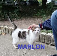 MARLON, Katze, Europäisch Kurzhaar in Bulgarien - Bild 1
