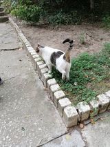 MARLON, Katze, Europäisch Kurzhaar in Bulgarien - Bild 2