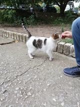 MARLON, Katze, Europäisch Kurzhaar in Bulgarien - Bild 3