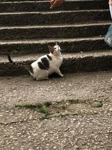 MARLON, Katze, Europäisch Kurzhaar in Bulgarien - Bild 4