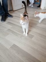 MAYA, Katze, Europäisch Kurzhaar in Bulgarien - Bild 3