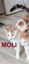 MOLI, Katze, Europäisch Kurzhaar in Bulgarien - Bild 1