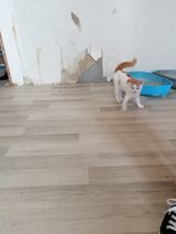 MOLI, Katze, Europäisch Kurzhaar in Bulgarien - Bild 2