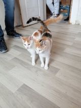 MOLI, Katze, Europäisch Kurzhaar in Bulgarien - Bild 3