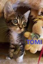 TOMI, Katze, Europäisch Kurzhaar in Bulgarien - Bild 1