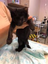 AMIR, Katze, Europäisch Kurzhaar-Savannah-Mix in Bulgarien - Bild 2