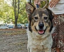 MILA, Hund, Mischlingshund in Bulgarien - Bild 1