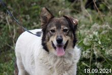 MILA, Hund, Mischlingshund in Bulgarien - Bild 2