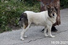 MILA, Hund, Mischlingshund in Bulgarien - Bild 3