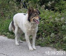 MILA, Hund, Mischlingshund in Bulgarien - Bild 4