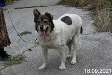 MILA, Hund, Mischlingshund in Bulgarien - Bild 6