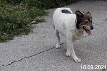 MILA, Hund, Mischlingshund in Bulgarien - Bild 7