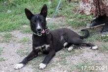 RAFI, Hund, Mischlingshund in Bulgarien - Bild 1
