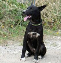 RAFI, Hund, Mischlingshund in Bulgarien - Bild 10